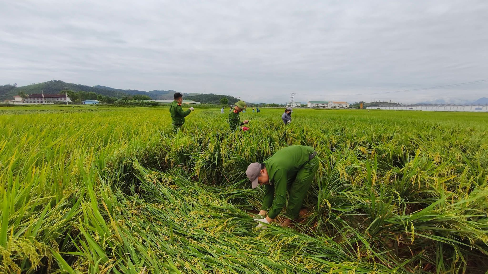 Công an, bộ đội dầm mưa giúp dân cứu lúa sau dông lốc ở Nghệ An
- Ảnh 6.