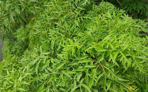 Uống nước lá đinh lăng có chữa được bệnh thoái hóa thần kinh?