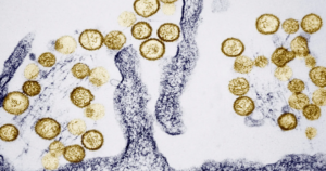 WHO đánh giá nguy cơ lây lan virus Hanta trong cộng đồng ở ‘mức thấp’