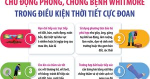 Chủ động phòng, chống bệnh Whitmore trong điều kiện thời tiết cực đoan