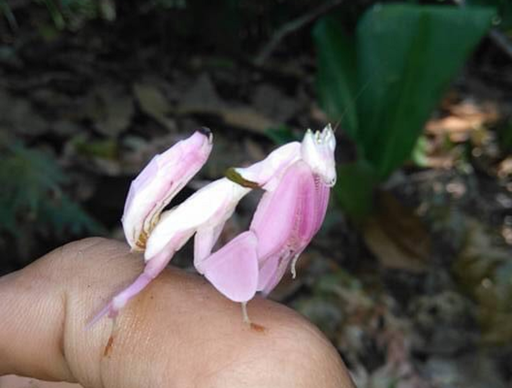 Xuất hiện động vật đẹp như hoa trên núi nổi tiếng ở Khánh Hòa- Ảnh 2.
