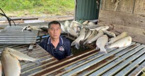Cá lồng bè chết bất thường trên sông Lam, xã đề nghị tỉnh tìm nguyên nhân