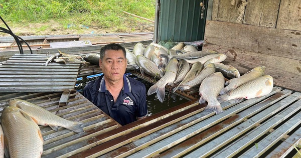 Cá lồng bè chết bất thường trên sông Lam, xã đề nghị tỉnh tìm nguyên nhân