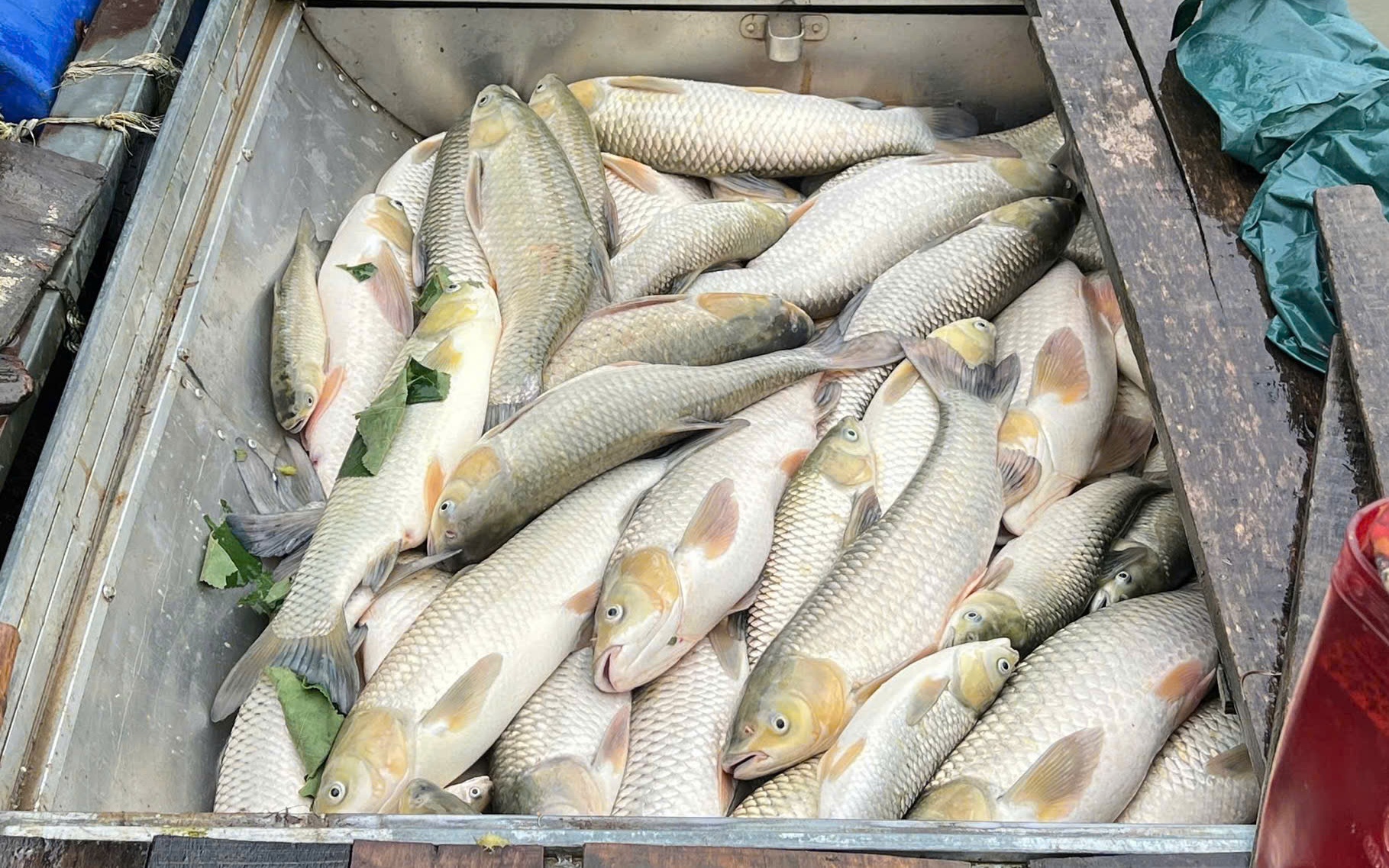 Cá chết hàng loạt trên sông Lam không phải dịch bệnh thông thường- Ảnh 6.
