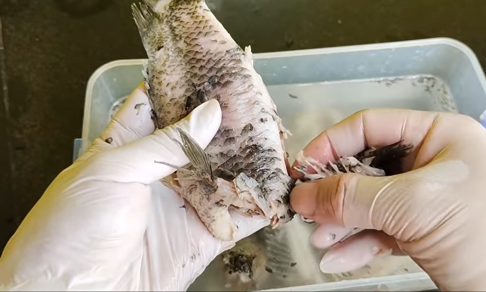 Cách nấu canh cá rô siêu ngon giải ngán sau kỳ nghỉ lễ- Ảnh 1.