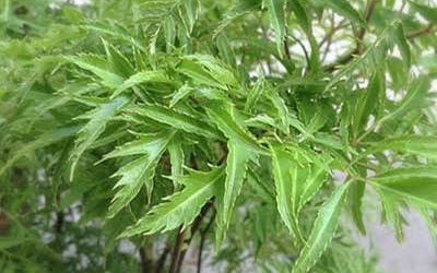 Phát hiện thêm nhiều tiềm năng chữa bệnh của cây đinh lăng