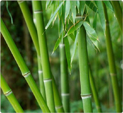 Lá tre - Vị thuốc giải cảm, trị mụn nhọt