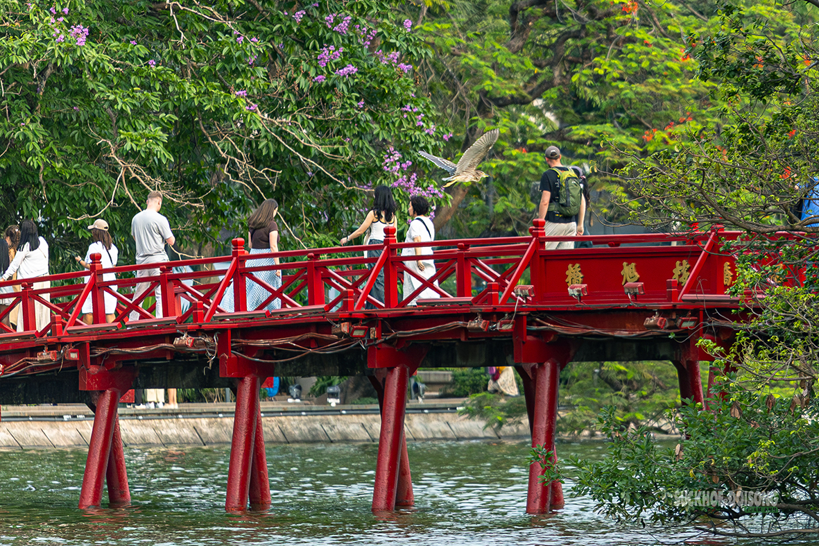 Chim hoang tạo khung cảnh yên bình giữa phố thị Hà Nội- Ảnh 1.