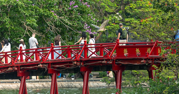 Chim hoang tạo khung cảnh yên bình giữa phố thị Hà Nội