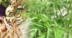 Những ai không nên uống nước đinh lăng