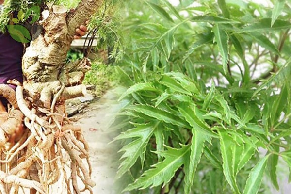 Những ai không nên uống nước đinh lăng- Ảnh 1. Những ai không nên uống nước đinh lăng- Ảnh 1.