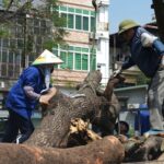Đốn hạ loạt cây xanh làm đường huyết mạch ở trung tâm Hà Nội