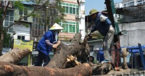 Đốn hạ loạt cây xanh làm đường huyết mạch ở trung tâm Hà Nội