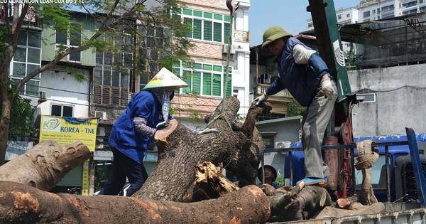 Đốn hạ loạt cây xanh làm đường huyết mạch ở trung tâm Hà Nội