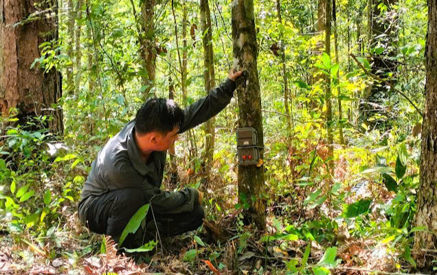 Hé lộ cách đặt bẫy ảnh để ghi hình nhiều loài động vật quý hiếm ở Khánh Hòa- Ảnh 2.