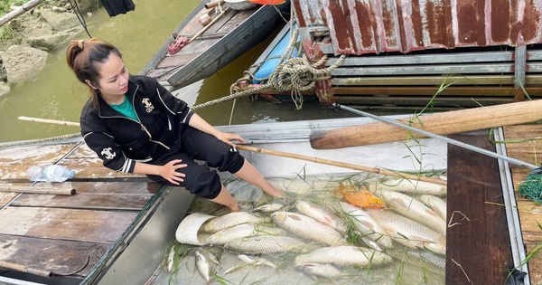 Hàng tấn cá nuôi lồng bè chết trắng trên sông Lam