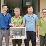 Phát hiện cá thể linh trưởng quý hiếm có ‘vũ khí đặc biệt’ trong cơ quan
