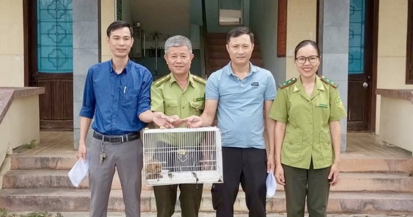 Phát hiện cá thể linh trưởng quý hiếm có ‘vũ khí đặc biệt’ trong cơ quan
