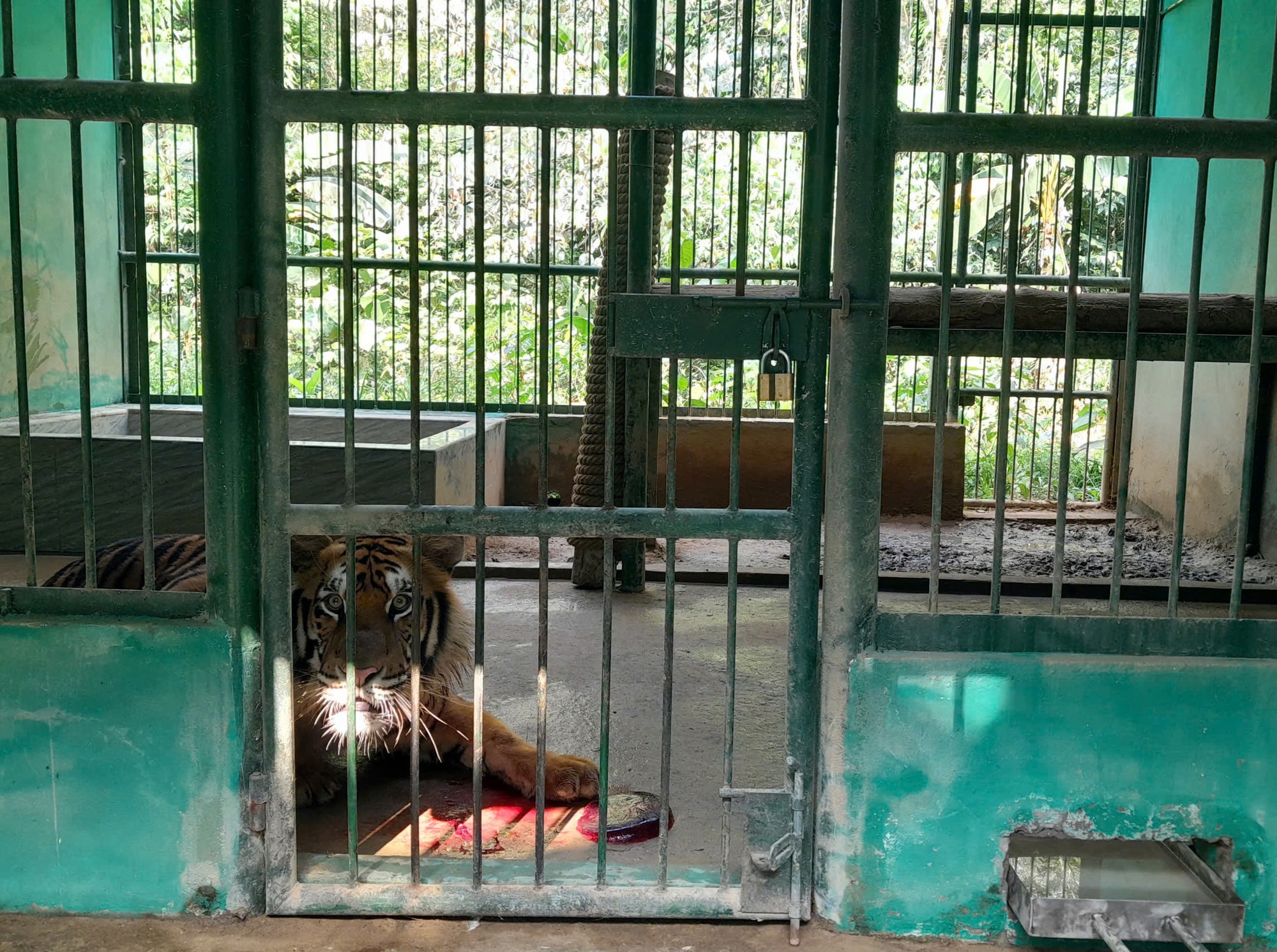 Những con hổ Đông Dương được chăm sóc đặc biệt ra sao trong mùa nắng nóng?- Ảnh 4.