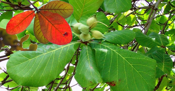 Lá bàng có tác dụng gì?