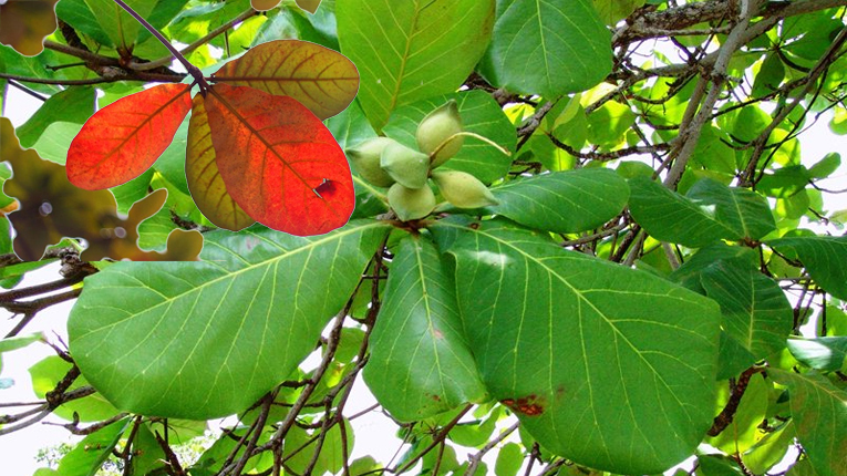 Lá bàng có tác dụng gì?- Ảnh 1.