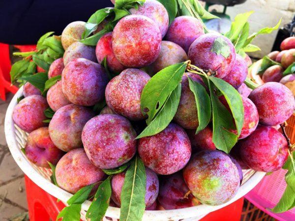 11 lợi ích sức khỏe của quả mận ít người biết- Ảnh 1.