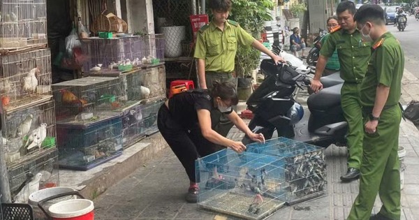 Cảnh báo nạn săn bắt chim để nuôi làm cảnh có thể bị xử phạt nặng