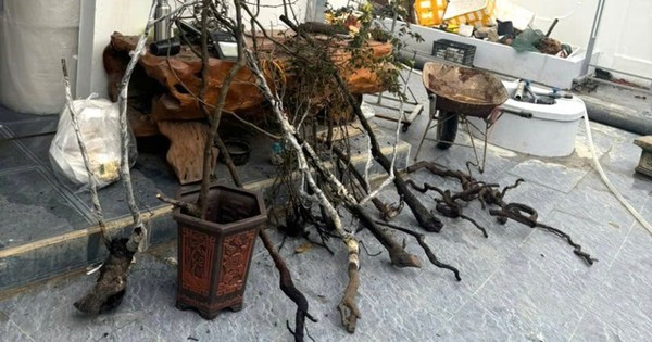 Xử lý 8 vụ, 8 đối tượng về hành vi khai thác, tàng trữ trái phép cây muội hồng
