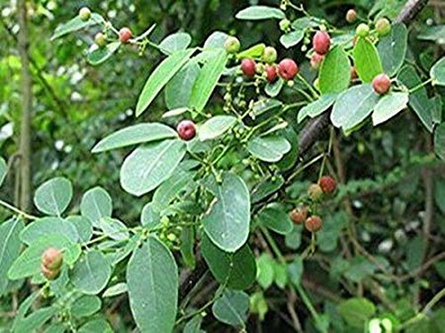 Phèn đen - thuốc giảm đau, sát khuẩn