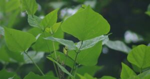 Bài thuốc chữa bệnh từ lá vông nem