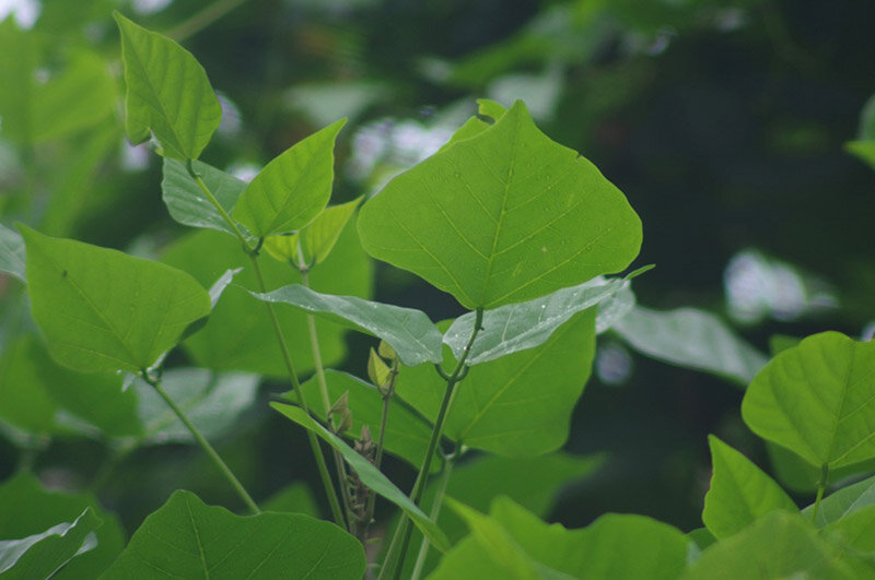 Bài thuốc chữa bệnh từ lá vông nem- Ảnh 1.