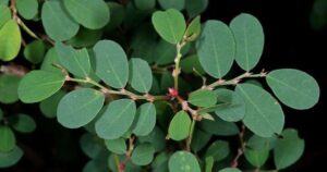 4 bài thuốc chữa bệnh từ lá cây phèn đen