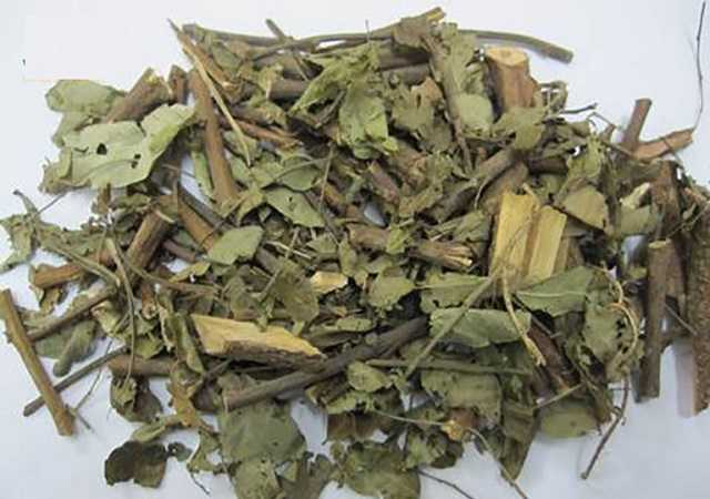 cay-phen-den-1-1