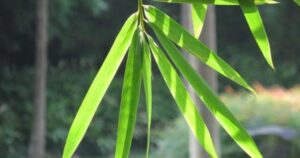 Tác dụng chữa bệnh của lá tre