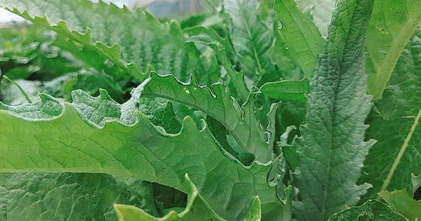 Ngoài hoa, lá atiso có tác dụng gì với sức khỏe?