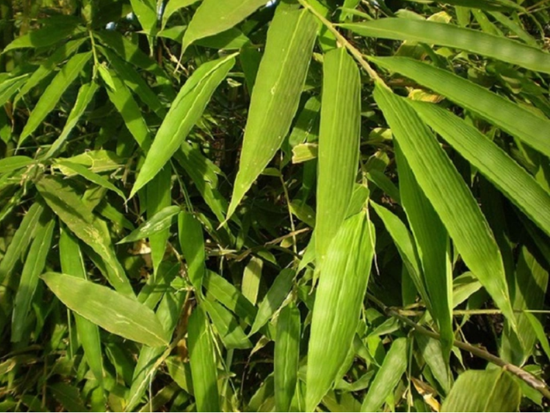 Bài thuốc chữa bệnh từ lá tre - Ảnh 1. 1