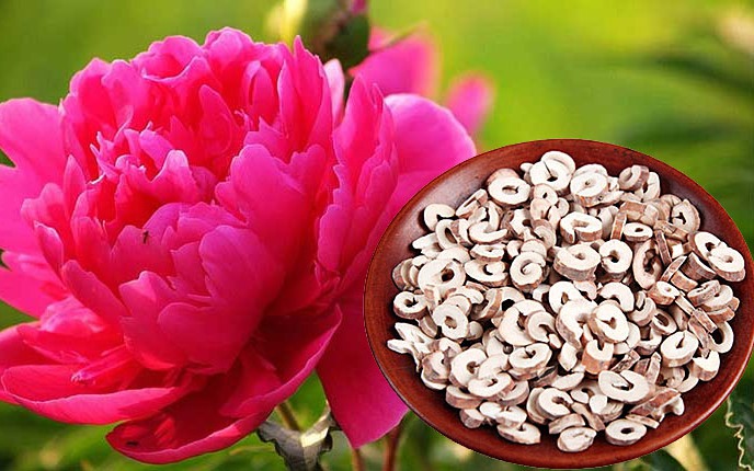 Mẫu đơn bì, vị thuốc điều hòa kinh nguyệt, giảm đau bụng kinh