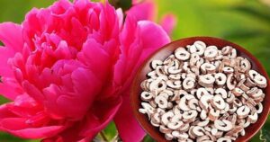 Mẫu đơn bì, vị thuốc điều hòa kinh nguyệt, giảm đau bụng kinh