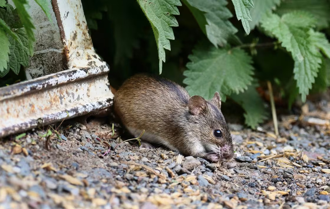 Hantavirus khiến 3 người trên du thuyền MV Hondius tử vong nguy hiểm ra sao?- Ảnh 3.