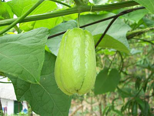 Sau tuổi 50, 5 loại rau nên bổ sung thường xuyên để hỗ trợ da, tóc và sức khỏe tổng thể- Ảnh 1.