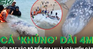 Lai lịch bất ngờ của cá ‘khủng’ dài 4m, nặng khoảng 2 tấn vừa dạt vào bờ biển Gia Lai