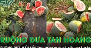 Ruộng dưa hấu sắp thu hoạch của người nông dân nghèo bị phá nát, khổ chủ tiết lộ từng bị đe dọa