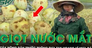 Đắng nghẹn giọt nước mắt của nông dân trước ruộng dưa tan hoang sau một đêm mưa đá