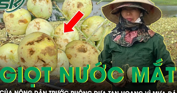 Đắng nghẹn giọt nước mắt của nông dân trước ruộng dưa tan hoang sau một đêm mưa đá