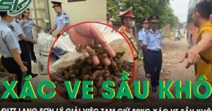 Quản lý thị trường Lạng Sơn lý giải việc tạm giữ 80kg xác ve sầu khô, yêu cầu giấy tờ nguồn gốc, xuất xứ