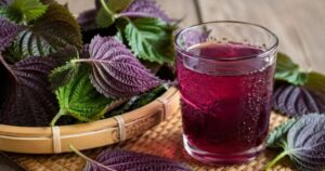 5 lợi ích khi uống nước lá tía tô mỗi sáng trong 30 ngày