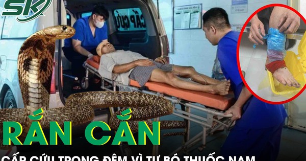 Rắn độc bò vào nhà cắn, người bệnh 41 tuổi phải cấp cứu trong đêm