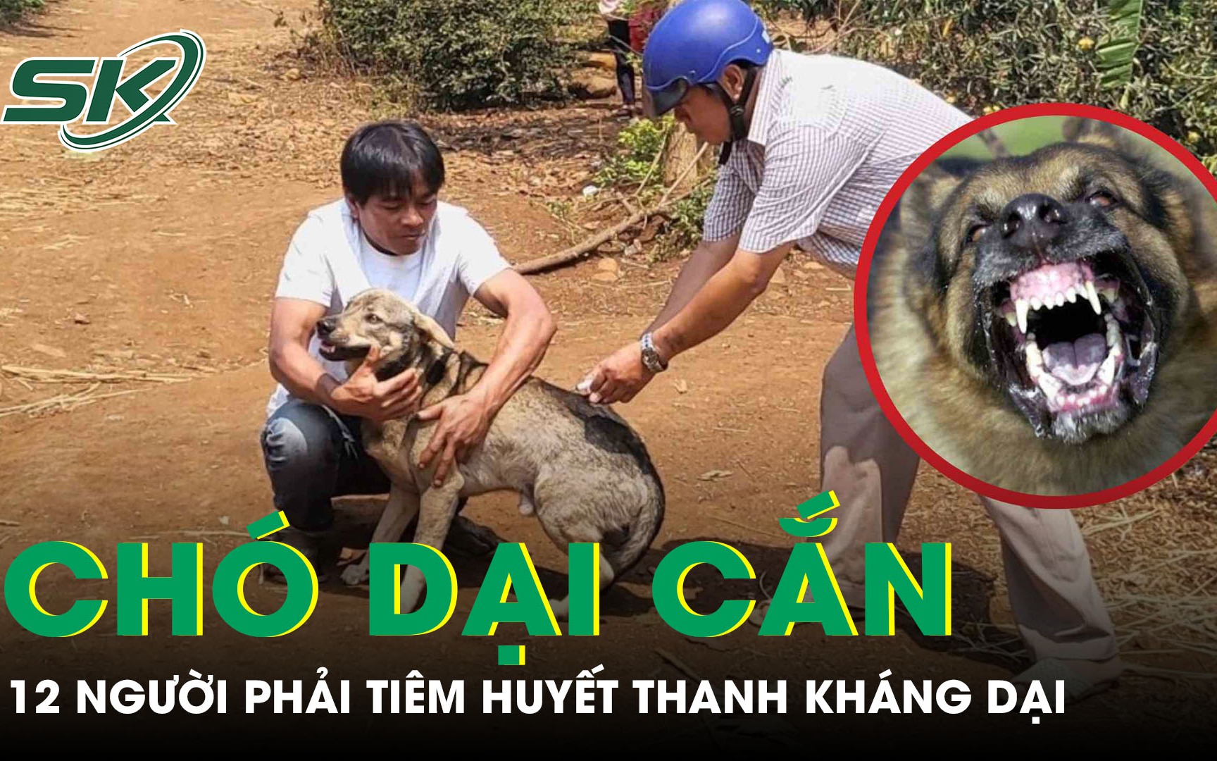 Huế siết quản lý đàn chó mèo, tiêm phòng vaccine dại hiện thế nào?- Ảnh 3.