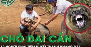Chó hoang nghi dại cắn liên tiếp 12 người, trong đó có bé trai 6 tuổi