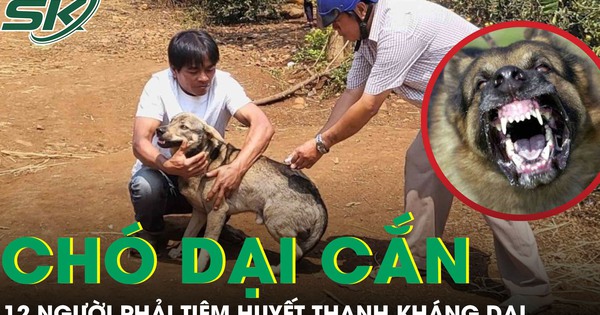 Chó hoang nghi dại cắn liên tiếp 12 người, trong đó có bé trai 6 tuổi